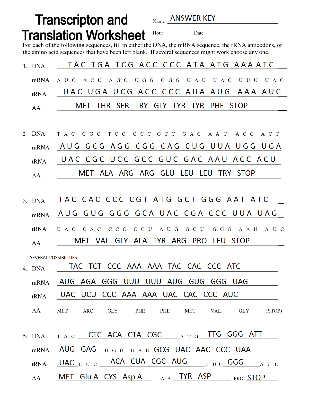 Transcription And Translation Worksheet Examples