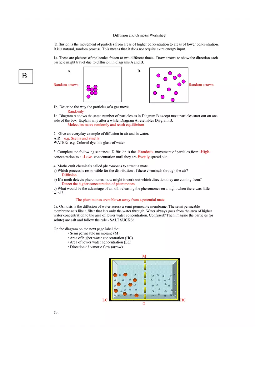 Biological Examples Of Diffusion Worksheet Answers