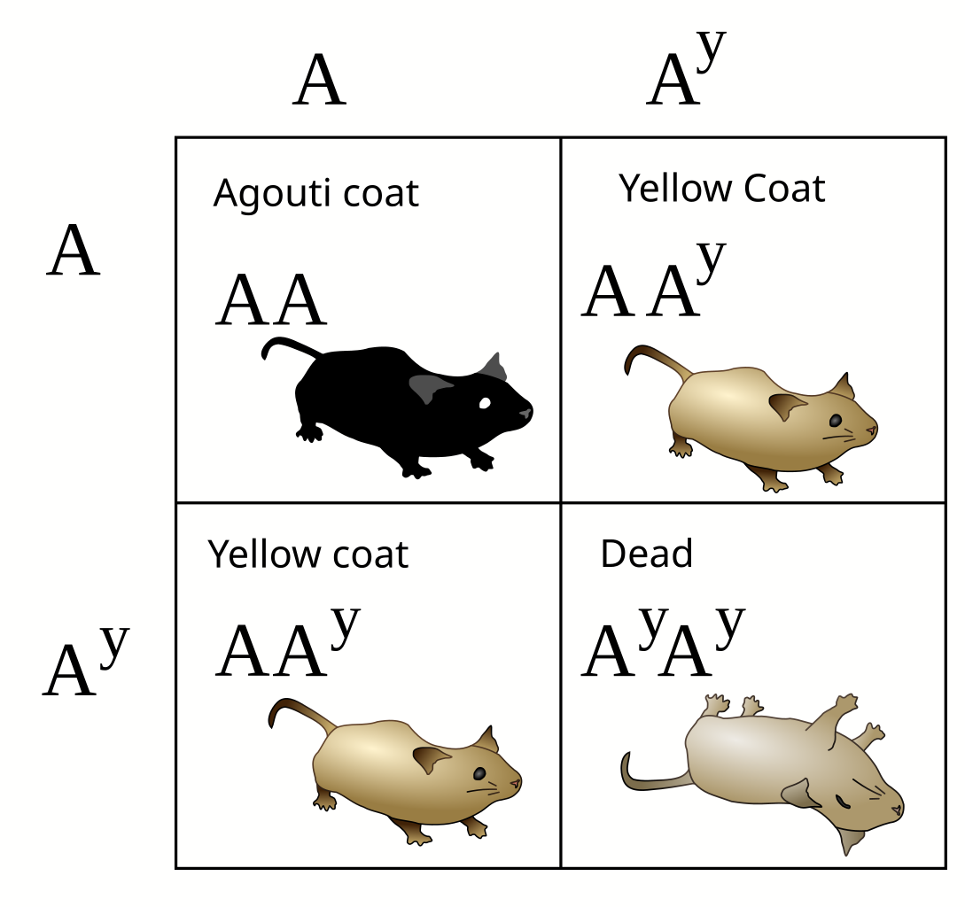 Example Of Lethal Genes Punnett Square Worksheet