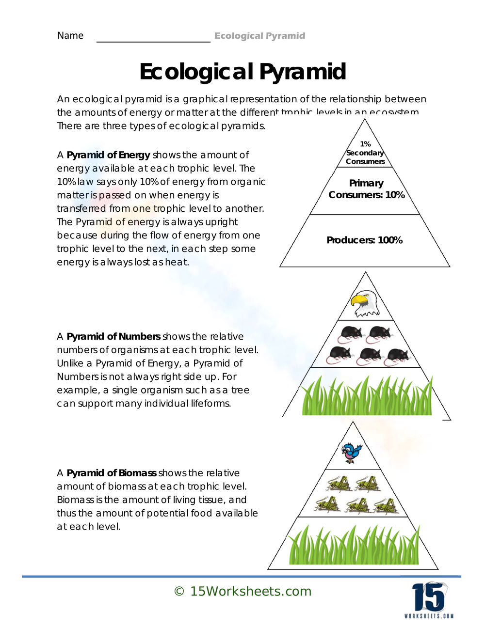 Grade 7 Energy Pyramid Worksheets Printable Grade 7 Energy Pyramid Worksheets Printable