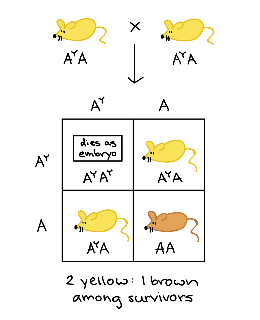 Pleiotropy And Lethal Alleles article Khan Academy