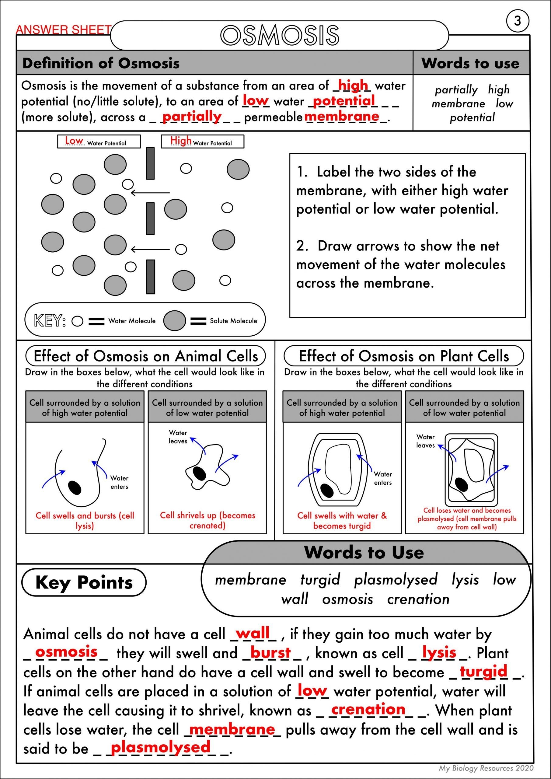 Examples Of Diffusion And Osmosis Worksheet Pdf