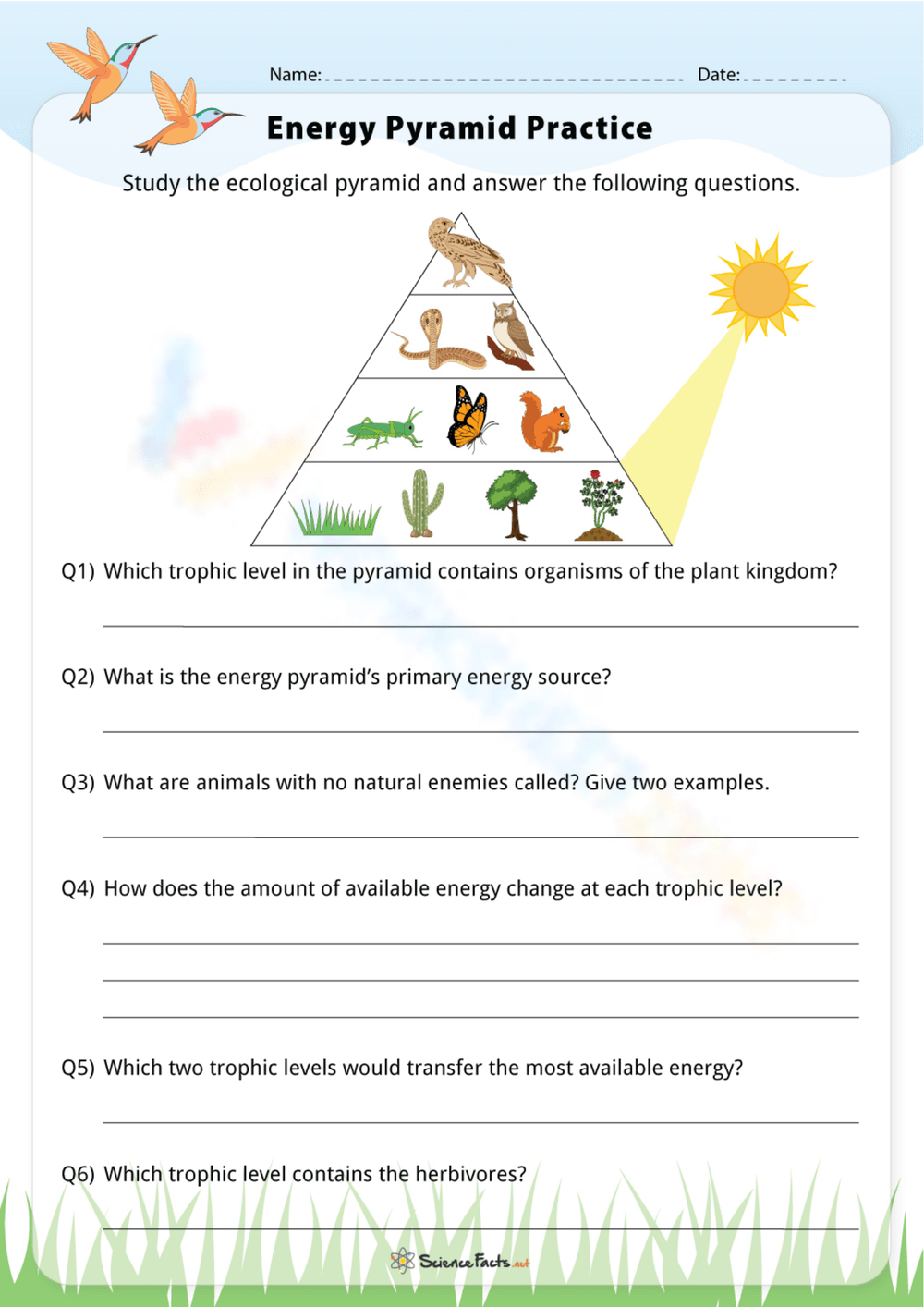 Printable Energy Pyramid Worksheets Printable Energy Pyramid Worksheets