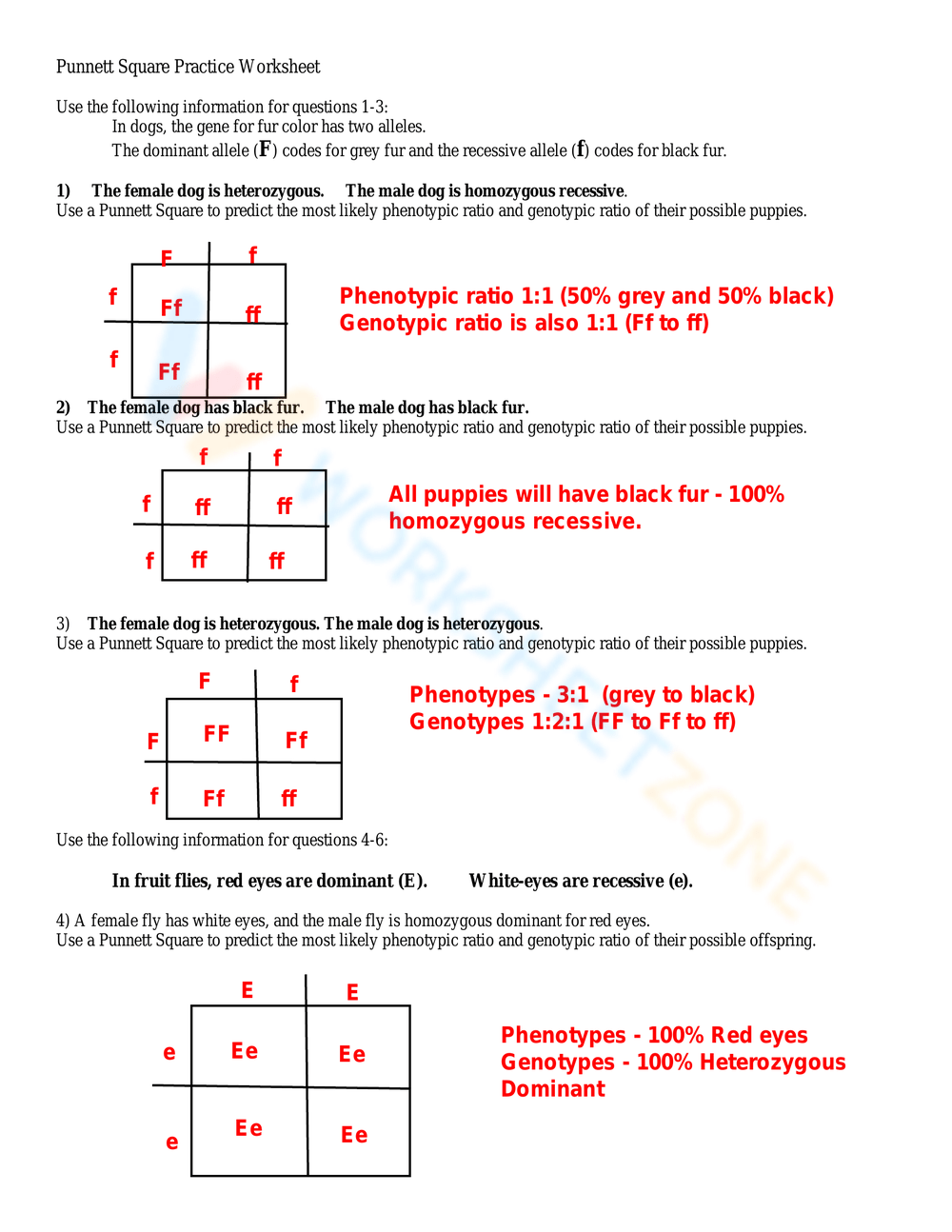 Punnett Square Trait Examples Worksheet
