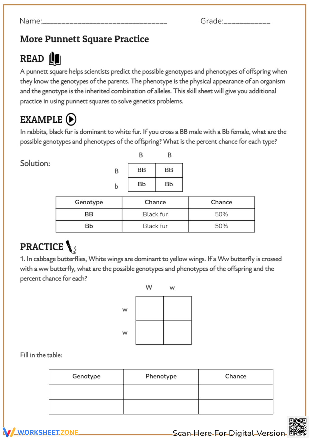 Genotype And Phenotype Example Practice Worksheet
