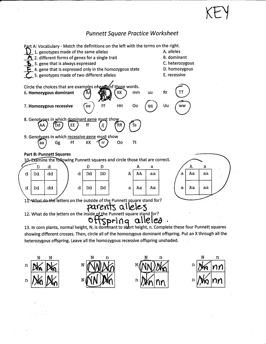 Punnett Squares Worksheet With Answers Answer Key Edubirdie