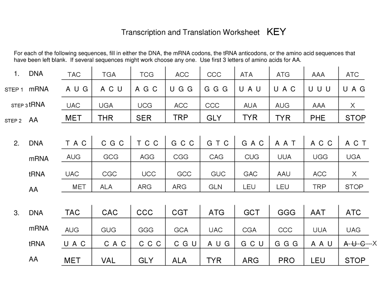 Transcription And Translation Worksheet Study Notes Genetics Docsity